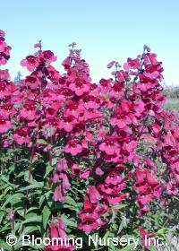 Penstemon 'Rich Ruby'